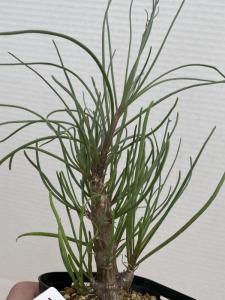 ミ102 【多肉植物 実生】オトンナ プロテクタ【冬型塊根植物・発根