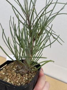 ミ102 【多肉植物 実生】オトンナ プロテクタ【冬型塊根植物・発根