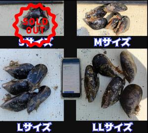 釣り餌に生出荷 ムラサキイガイ１０ｋｇ  ムール貝 イガイ カラス貝