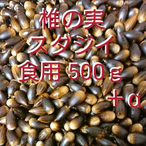 スーパーフード 椎の実 スダジイ 食用 500ｇ