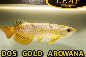 本場マレーシア産 極上過背金龍 ＤＯＳ ＧＯＬＤ AROWANA Ｆ４ＳＰ ハイボディー フルゴールド２４ｋ強烈光沢 NO.2485(アロワナ)｜売買されたオークション情報、yahooの商品情報をアーカイブ公  アロワナ