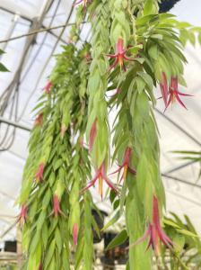 南米着生ツツジ Ceratostema rauhii Ecuador 実生株[STRINGEPLANTS]