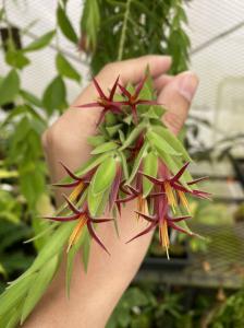 南米着生ツツジ Ceratostema rauhii Ecuador 実生株[STRINGEPLANTS]