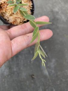 南米着生ツツジ Ceratostema rauhii Ecuador 実生株[STRINGEPLANTS]