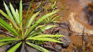 KSB:Blechnum obtusatum var. obtusatumニューカレドニア固有のブレクナム胞子増殖株④