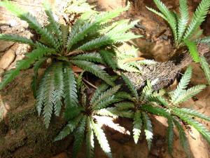 KSB:Blechnum obtusatum var. obtusatumニューカレドニア固有のブレクナム胞子増殖株④