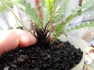 KSB:Blechnum obtusatum var. obtusatumニューカレドニア固有のブレクナム胞子増殖株④