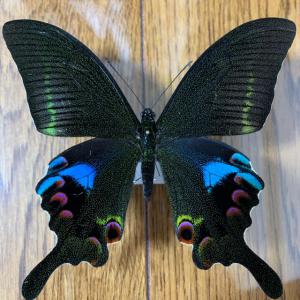 オオクジャクアゲハ♂ Papilio arcturus 蝶 昆虫 標本