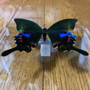 オオクジャクアゲハ♂ Papilio arcturus 蝶 昆虫 標本