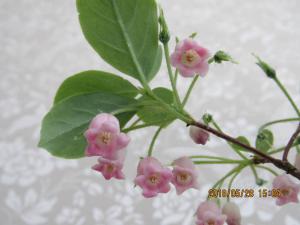 山野草；花；ツツジ；ヨウラクツツジ；「月山ヨウラクツツジ」大株；山形県産；希少；特選株