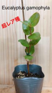 eucalyptus store. 販売履歴[1]