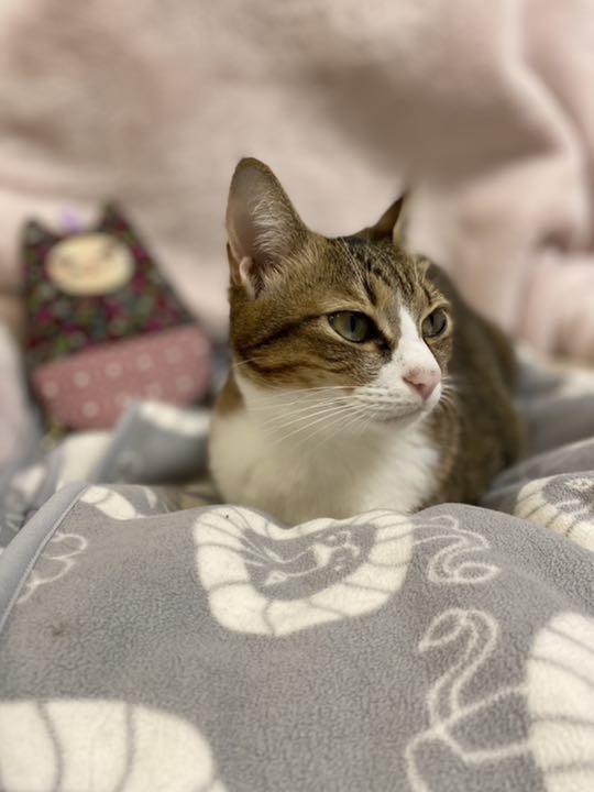 かずにゃん様専用　デオトイレ 消臭 抗菌シート　12袋