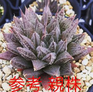 ハオルチア Haworthia nishii n.n. 原種 気泡窓 小苗 ハオルシア ニシイ 多肉植物