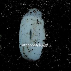 ozoddoddy 販売履歴[1]