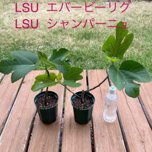 イチジク LSUシャンパーニュ 苗木 神々しく