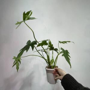 plantsof 販売履歴[1]