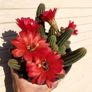 Echinopsis Chamaecereus ビャクダン 白檀 交配種 広瀬の春 サボテン 花サボテン 特選 貴重 花 美