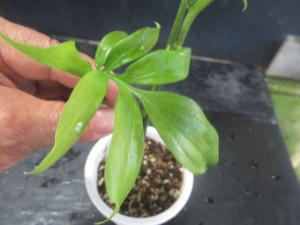 ＫＮ モンステラ(ホウライショウ属） サブピンナータ（MONSTERA SUBPINNATA） 0.8Ｍ以下