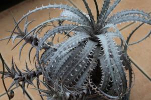 Dyckia goehringii var. Lemei (new form) ディッキア ゴエリンギー