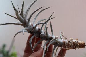 Dyckia goehringii var. Lemei (new form) ディッキア ゴエリンギー