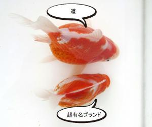 オリジナル餌 道 １キロ Ｓサイズのみ量り売り 浮上