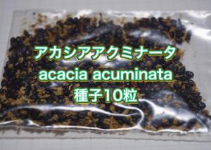 アカシアコンフサ在庫限り 販売履歴[1]