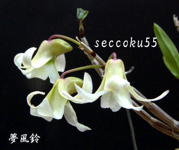 seccoku55 販売履歴[5]