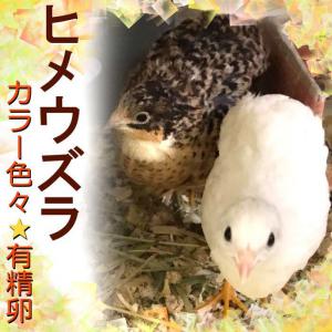 □姫うずら□有精卵 孵化用 ７個 ヒメウズラ MIXカラー