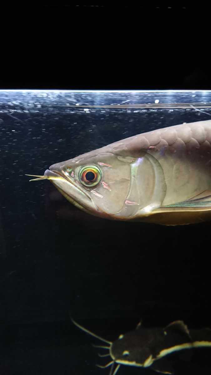 アロワナ アジアアロワナ バンジャールレッド 大型熱帯魚 熱帯魚 神奈川県 引き取り希望 配達も