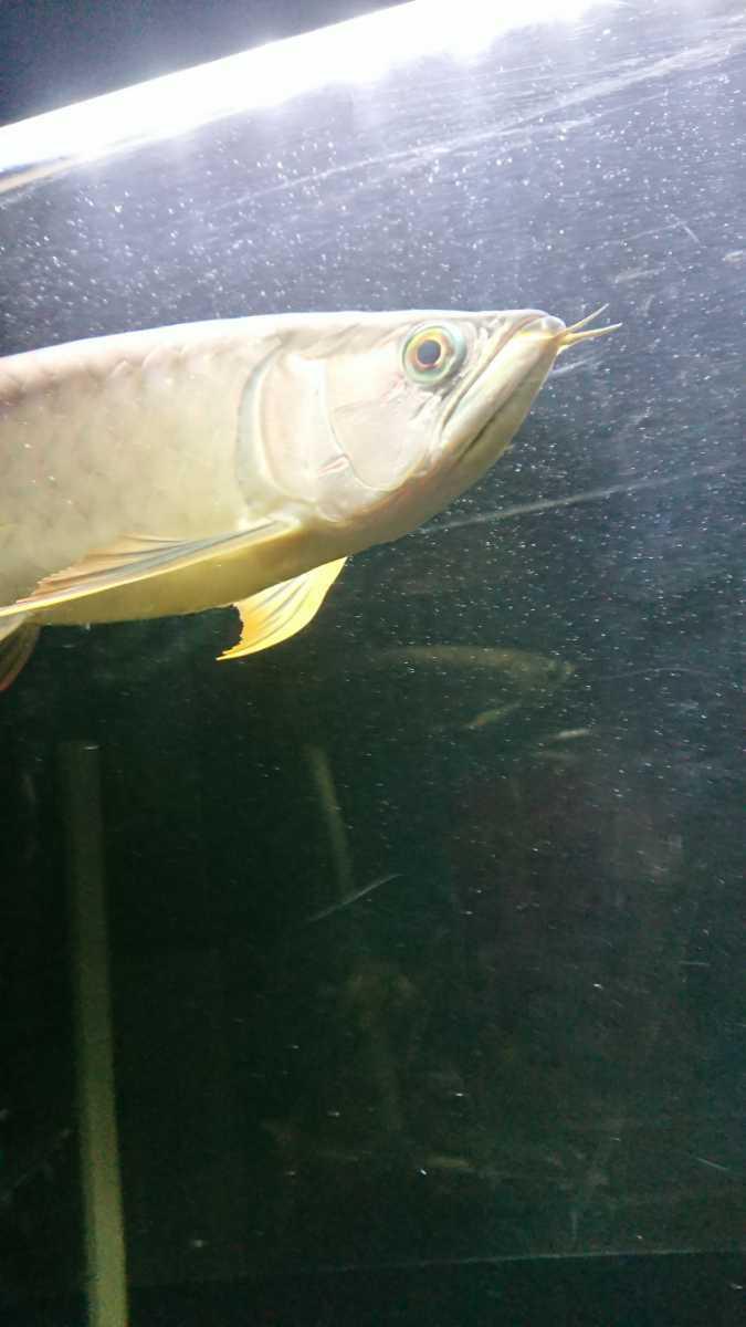 アロワナ アジアアロワナ バンジャールレッド 大型熱帯魚 熱帯魚 神奈川県 引き取り希望 配達も