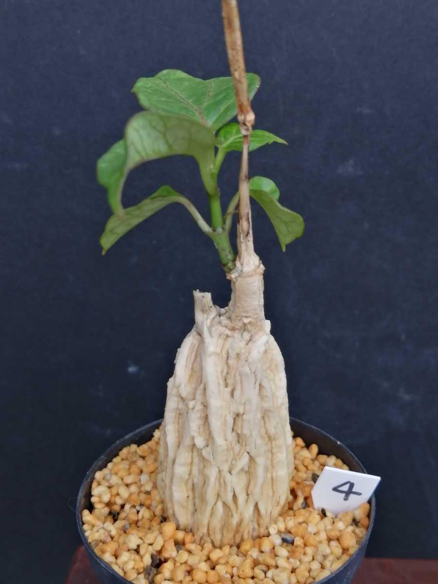 Matelea cyclophylla 4 マテレア シクロフィラ コーデックス caudex 塊根植物 希少植物 レア 希少種