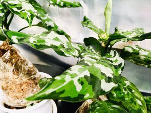 aglaonema picutm アンダマン 親株フラワー・ガーデニング - その他