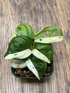 マドカズラ斑入り☆クッキリ・キッパリハーフムーン☆モンステラ☆monstera adansonii variegated  ☆フィロデンドロン☆アンスリウム