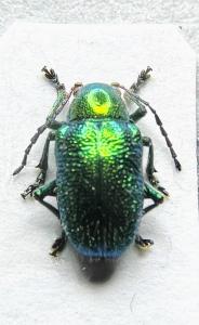 【日本の甲虫標本】沖縄本島産　ツツサルハムシ2頭　　【約7ミリ】_1