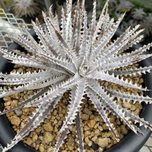 Dyckia Great White ディッキア グレートホワイト | www.kgm.edu.vn