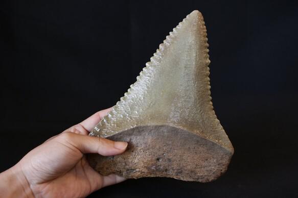 【正規店得価】サメの歯 [GR215] ホホジロザメ ホオジロザメ 化石 コレクション