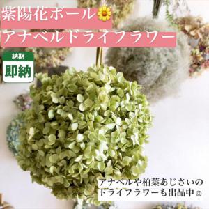 紫陽花ボール 即納 アナベル ドライフラワー あじさい フラワーボール 枝付き