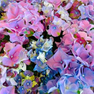 ラスト 大きめ フリル咲きあじさい 薄紫系 咲き方の綺麗な紫陽花 ボリューム満点 レディーマタハリ