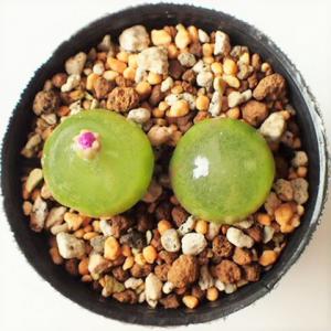 多肉植物 コノフィツム ブルゲリ Conophytum burgeri ③