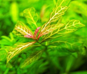 水草 ハイグロフィラロザエネルビス 水上葉5本 無農薬 同梱可能 合計3点落札で送料無料 クリックポストのみ