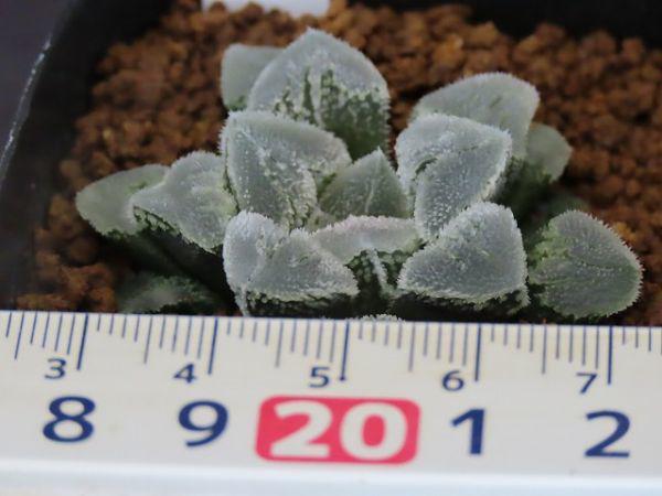 □氷上の舞×特白ピグマエア 実生 未繁殖苗 【多肉植物 Haworthia ハオルチア ハオルシア】