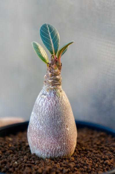 塊根植物 コーデックス adenium socotranum アデニウム ソコトラナム 砂漠のバラ  A-55(その他)｜売買されたオークション情報、yahooの商品情報をアーカイブ公開 - オークファン -  花、園芸（windowvancouver.com）