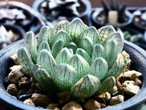 多肉植物】ハオルチア トランシエンス Prince Alfred Pass ( 超透明シンビフォルミス ) / Haworthia transiens  Prince Alfred Pass