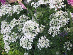 A 1 オルレヤ オルラヤ ホワイトレース 25粒 花の種