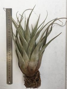 Tillandsia petraea Loja Ecuador Alt2,400m A ティランジア ペトラエア・チランジア・タンク系