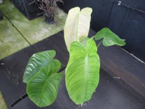 ＫＮ フィロデンドロン テヌー PHILODENDRON TENUE  0.8Ｍ以下(観葉植物)｜売買されたオークション情報、yahooの商品情報をアーカイブ公開 - オークファン 観葉植物