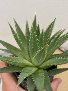 コ211 多肉植物 実生 アロエ ポリフィラ アロエ 種から発芽 Aloe Polyphylla