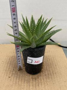 コ211 多肉植物 実生 アロエ ポリフィラ アロエ 種から発芽 Aloe Polyphylla