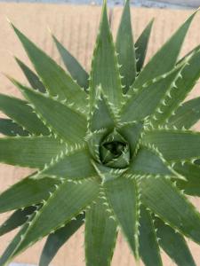 コ211 多肉植物 実生 アロエ ポリフィラ アロエ 種から発芽 Aloe Polyphylla