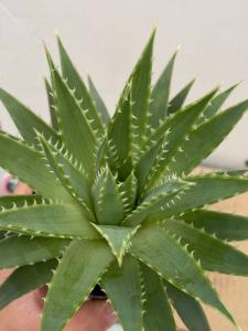 コ211 多肉植物 実生 アロエ ポリフィラ アロエ 種から発芽 Aloe Polyphylla